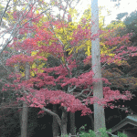 鎮国寺に紅葉を見に行ってみました