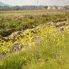 釣川沿いの菜の花を見に行く（稲元周辺）