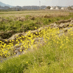 釣川沿いの菜の花を見に行く（稲元周辺）