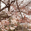 「多礼ダム」に桜を見に行く