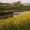 釣川沿いの菜の花を見に行く（東郷橋周辺）