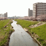 「釣川さくらづつみ公園」の桜を見に行く