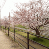 「くりえいと桜通り」の桜を見に行く
