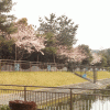 「自由ヶ丘中央公園」の桜を見に行く