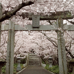「示現神社」の桜を見に行く