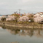 「熊越池公園」の桜を見に行く