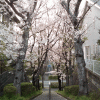 住宅街の桜並木通り
