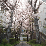 住宅街の桜並木通り