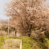 「河東天満宮」の桜を見に行く