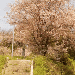 「河東天満宮」の桜を見に行く