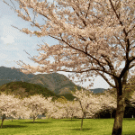 「ふれあいの森」の桜を見に行く