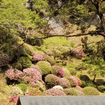 「宗生寺」の藤とツツジ