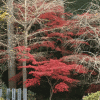 「鎮国寺」に紅葉を見に行ってきました