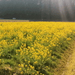 正助ふるさと村に菜の花を見に行ってきました（２０１７年）