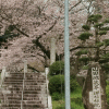 「山田地蔵尊」の桜を見に行く（２０１７年）