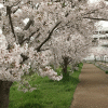 「くりえいと桜通り」の桜を見に行く（２０１７年）