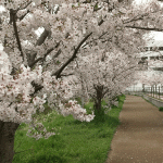 「くりえいと桜通り」の桜を見に行く（２０１７年）