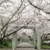 「示現神社」の桜を見に行く（２０１７年）