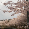 「赤間ヶ丘公園」の桜を見に行く