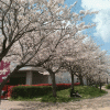 「釣川さくらづつみ公園」の桜を見に行く（２０１７年）