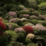 「宗生寺」でツツジを見て、御朱印をもらう