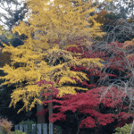 「鎮国寺」に紅葉を見に行ってきました（２０１７年）