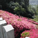 「鎮国寺」のツツジを見にいく（２０１８年）