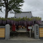 「浄光寺」の藤を見に行く（２０１８年）