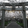「示現神社」の桜を見に行く（２０１９年）