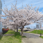 「釣川さくらづつみ公園」の桜を見に行く（２０１９年）