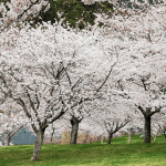 「ふれあいの森」の桜を見に行く（２０２２年）