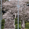「山田地蔵尊」の桜を見に行く（２０２２年）
