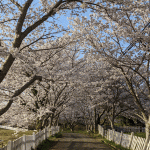 「正助ふるさと村」の桜を見に行く（２０２２年）