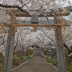 「示現神社」の桜を見に行く（２０２２年）