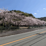 県道７５号線沿いの朝町の公園の桜（２０２２年）